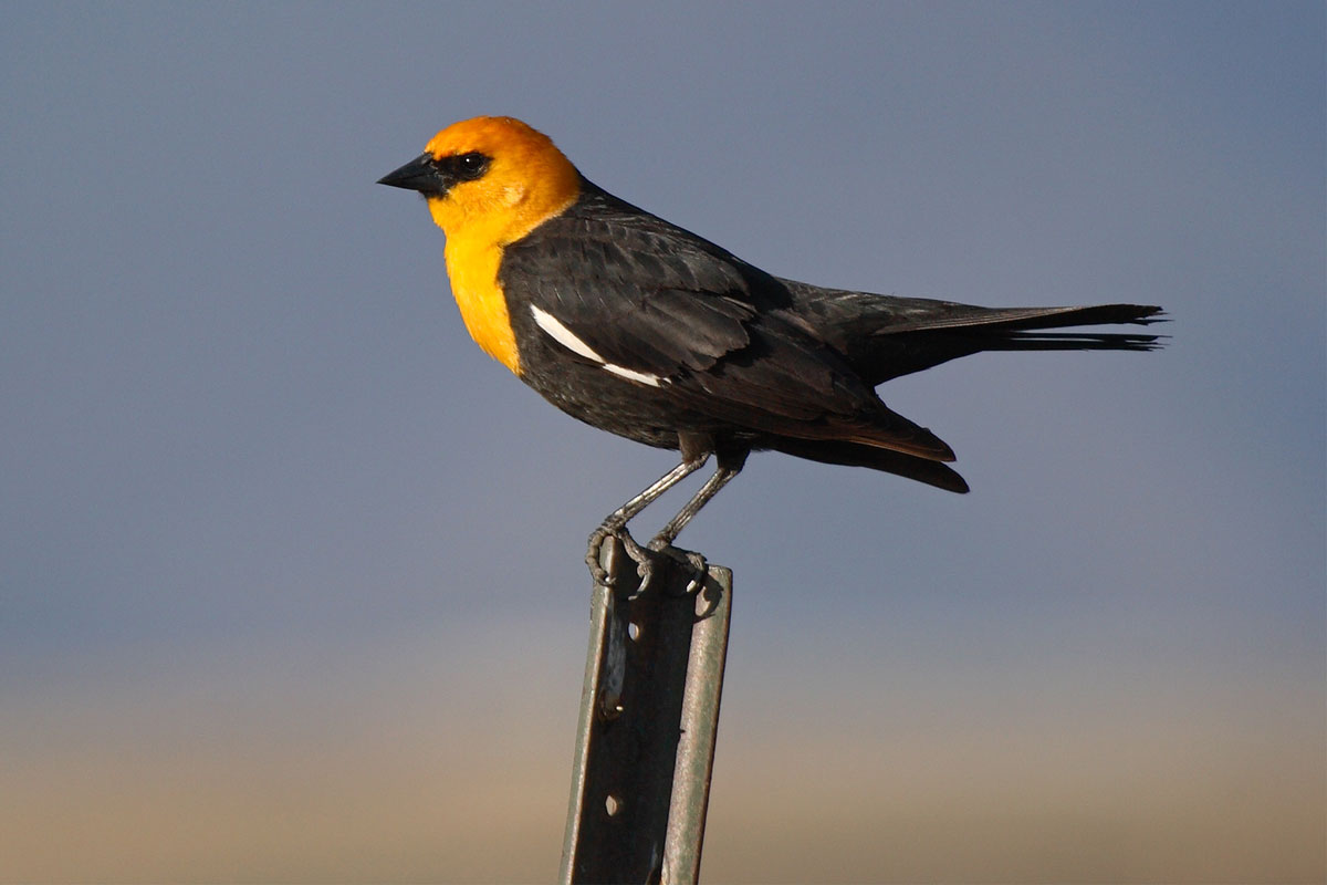 Yellow-headed Blackbird calls the western half of the US their home and can be found nesting over water. gatito33 / iStock / Getty Images Plus