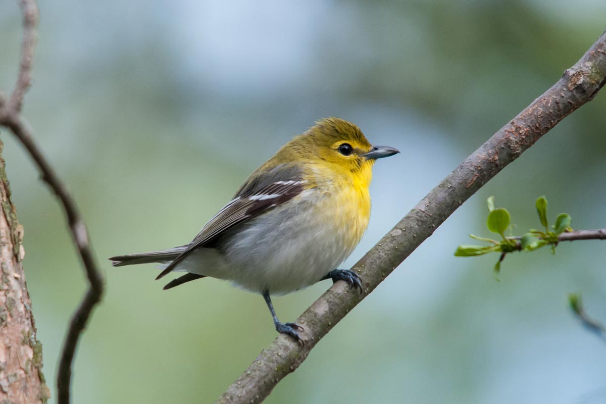 Yellow-throated Vireo commonly hangs out at the top of tree canopies feeding off of insects on twigs and branches, making this bird one you have to thoroughly search for. Bookguy / iStock / Getty Images Plus