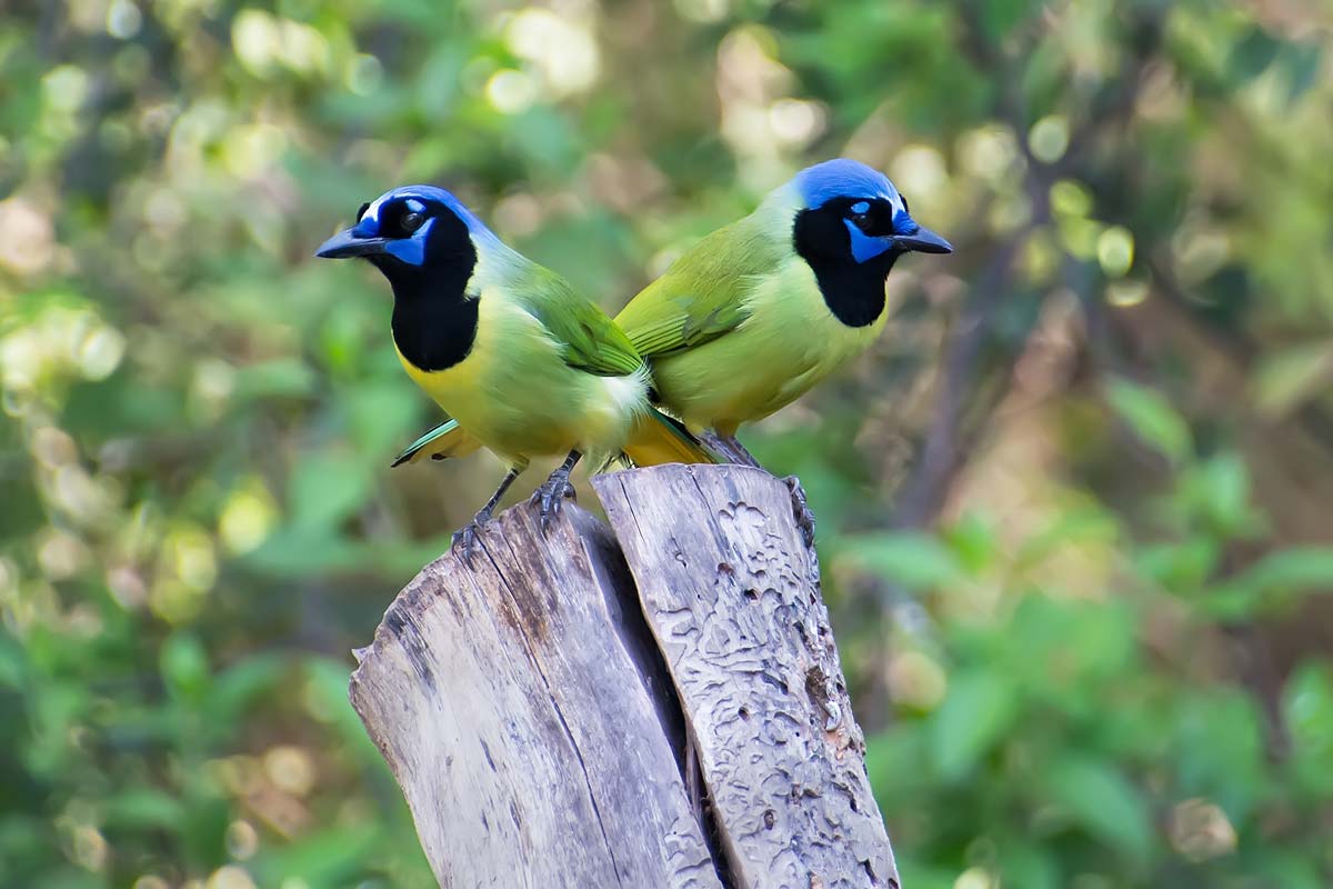 Green Jay pair in Texas