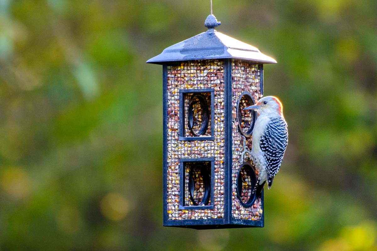 Red-bellied woodpecker eating Lyric Woodpecker Mix