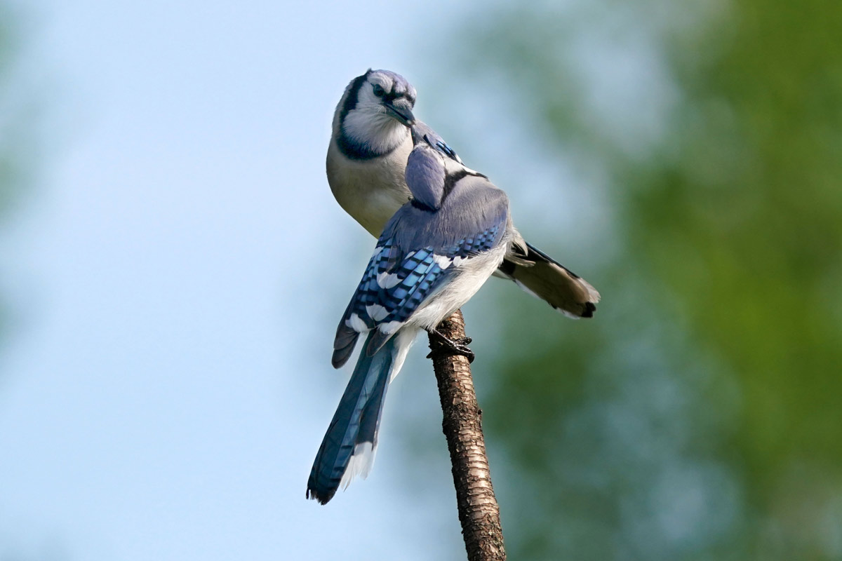 Blue Jays