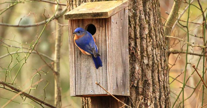 4 Birds that Prefer a Nesting Box | Lyric Wild Bird Food