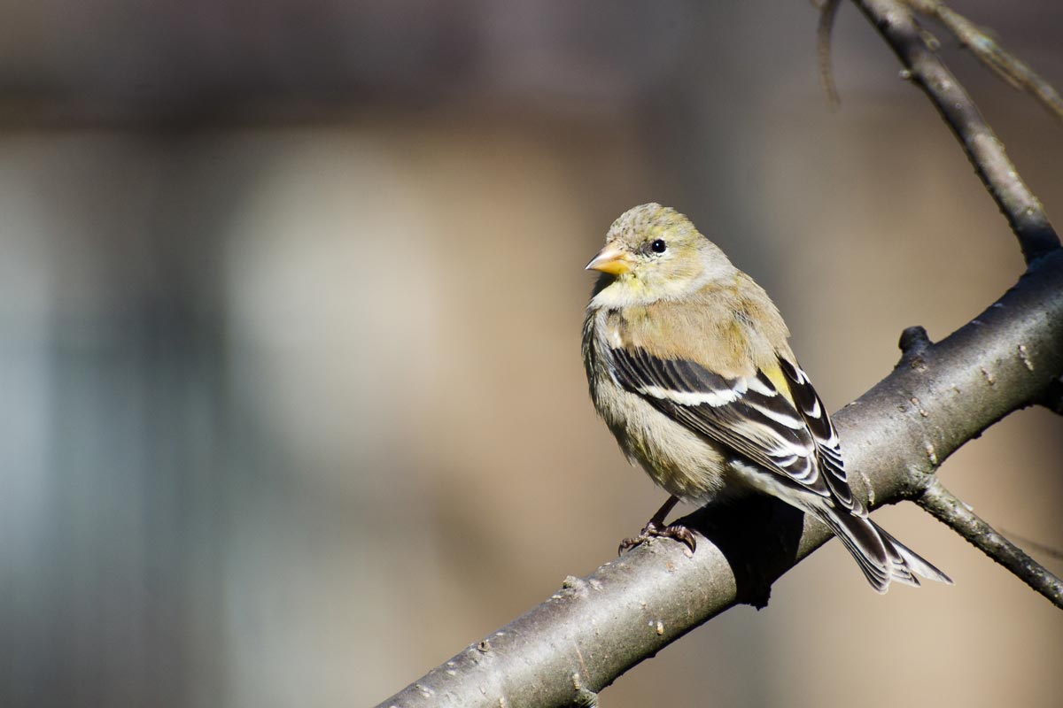 In contrast to the brightly colored male, a female American Goldfinch is much duller in color. RCKeller / iStock / Getty Images Plus