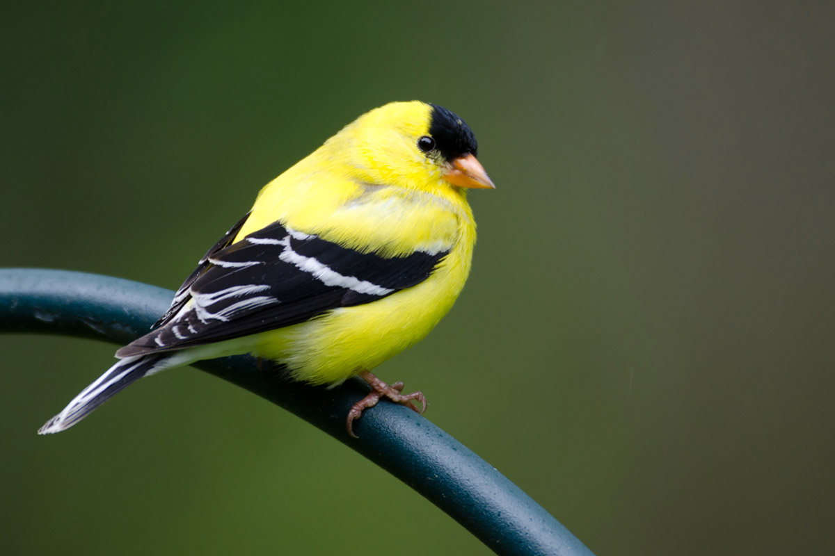 Molting American Goldfinch