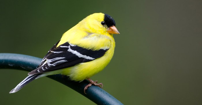 Molting American Goldfinch