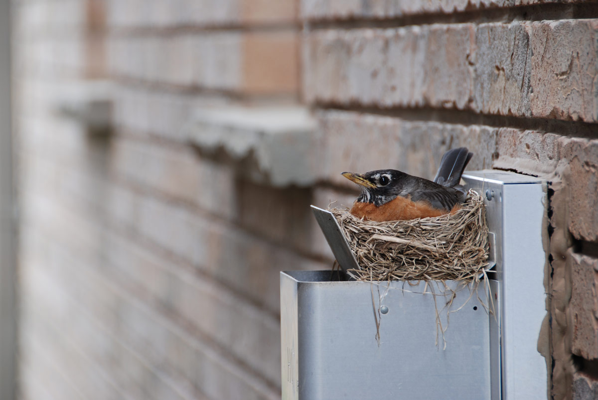 Robin's nest on house