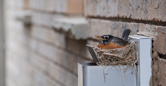 Robin's nest on house