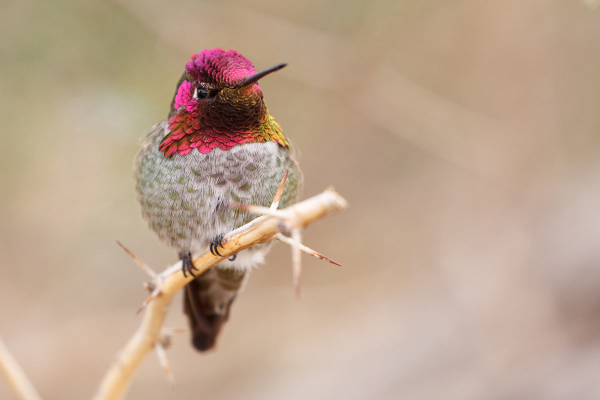 Ann's Hummingbird. iStock / Getty Images Plus