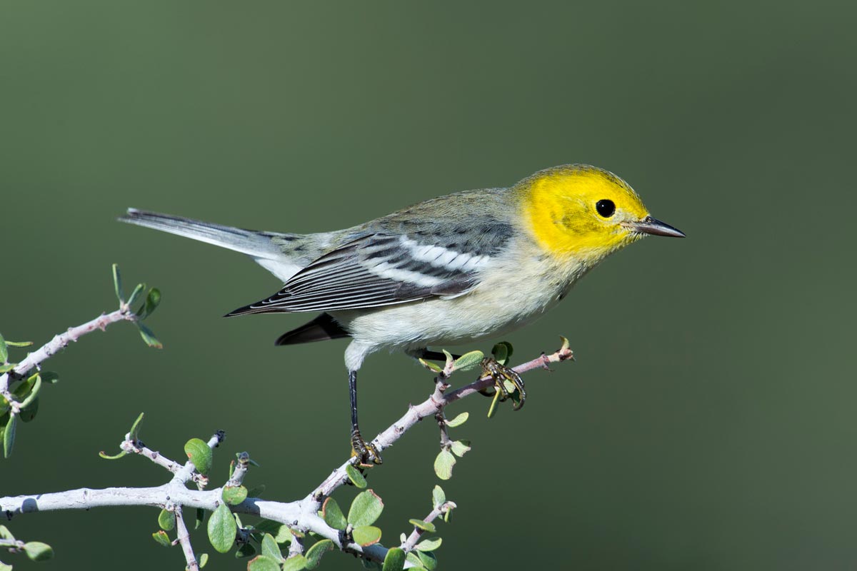Hermit Warbler. drferry / iStock / Getty Images Plus