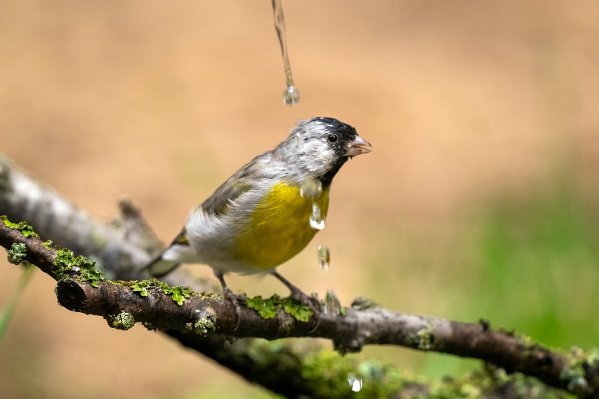 Lawrence's Golfinch. drferry / iStock / Getty Images Plus