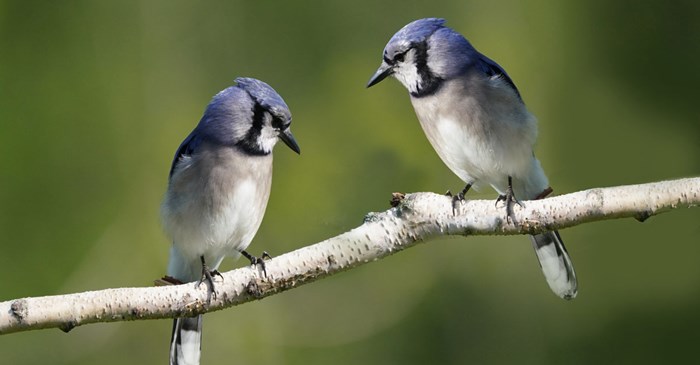 Blue Jay pair