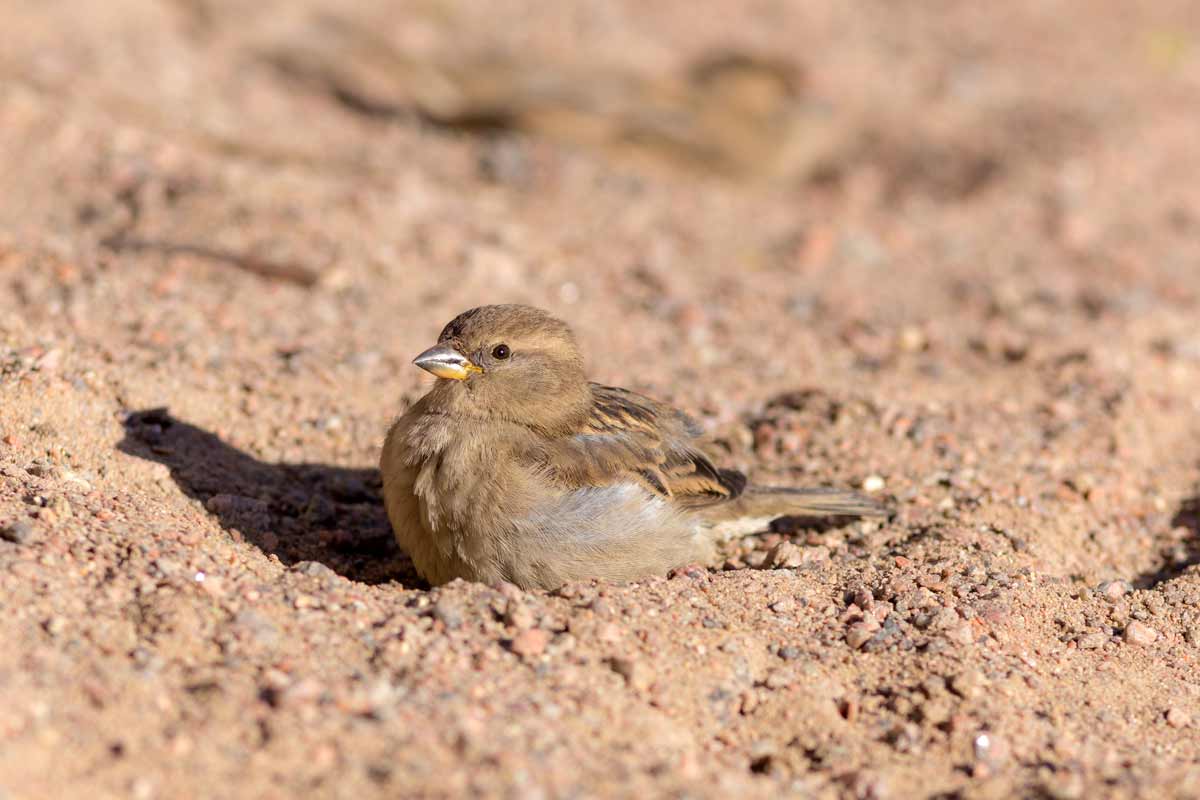 Why Do Birds Take Dust Baths? Lyric Wild Bird Food