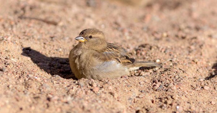 Why Do Birds Take Dust Baths? Surprising Reasons Explained