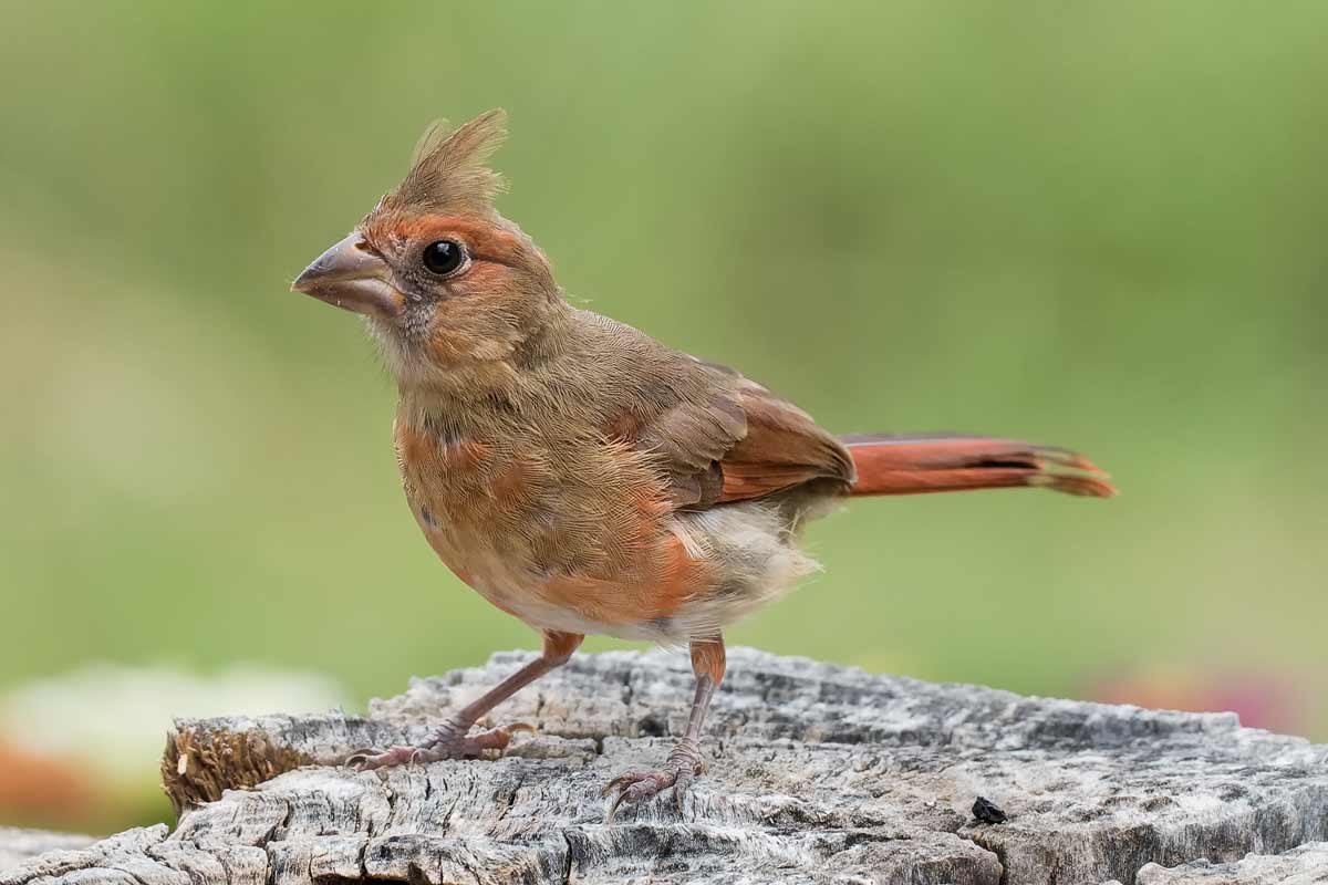 birds similar to cardinals