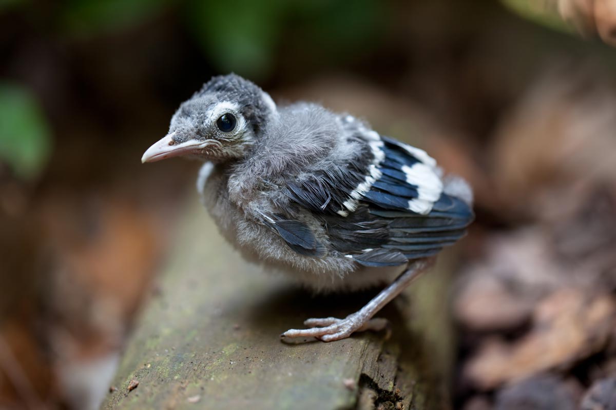 Baby Blue Jay