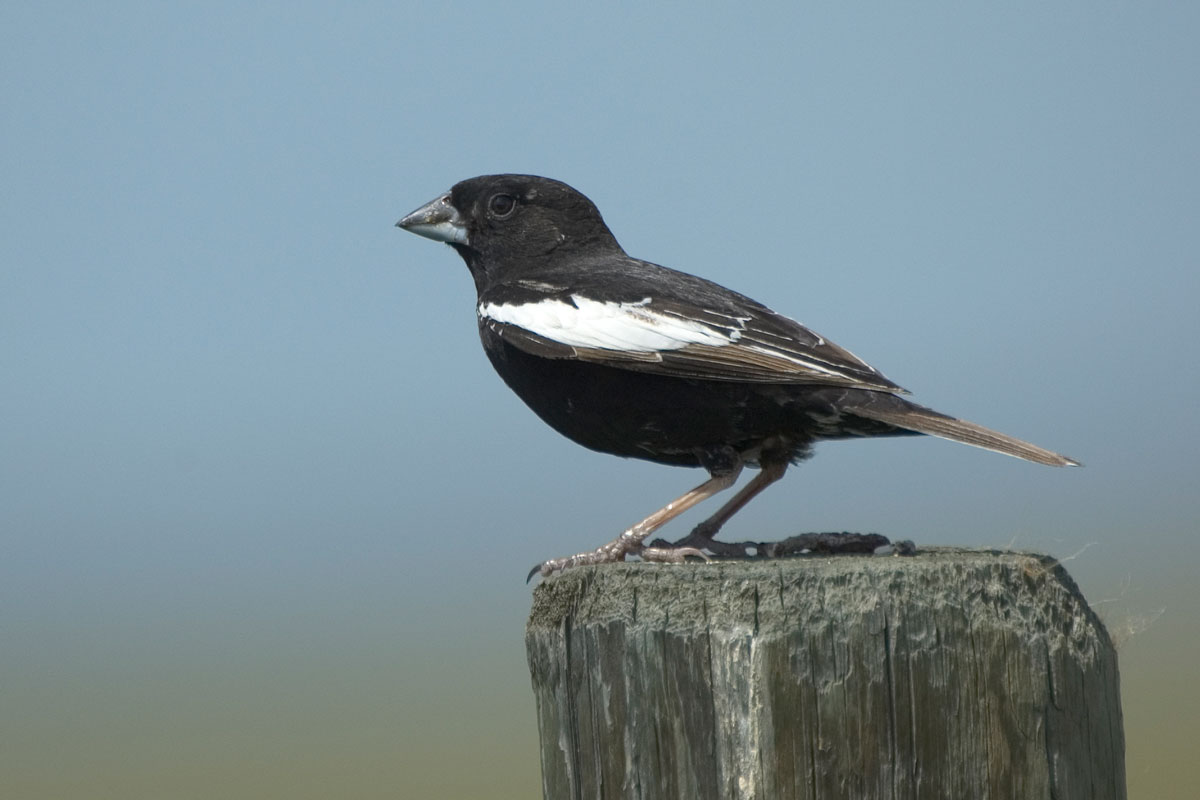 Lark Buntings are considered some of the “best dressed” with their tuxedo-like feathers. Milehightraveler / iStock / Getty Images Plus