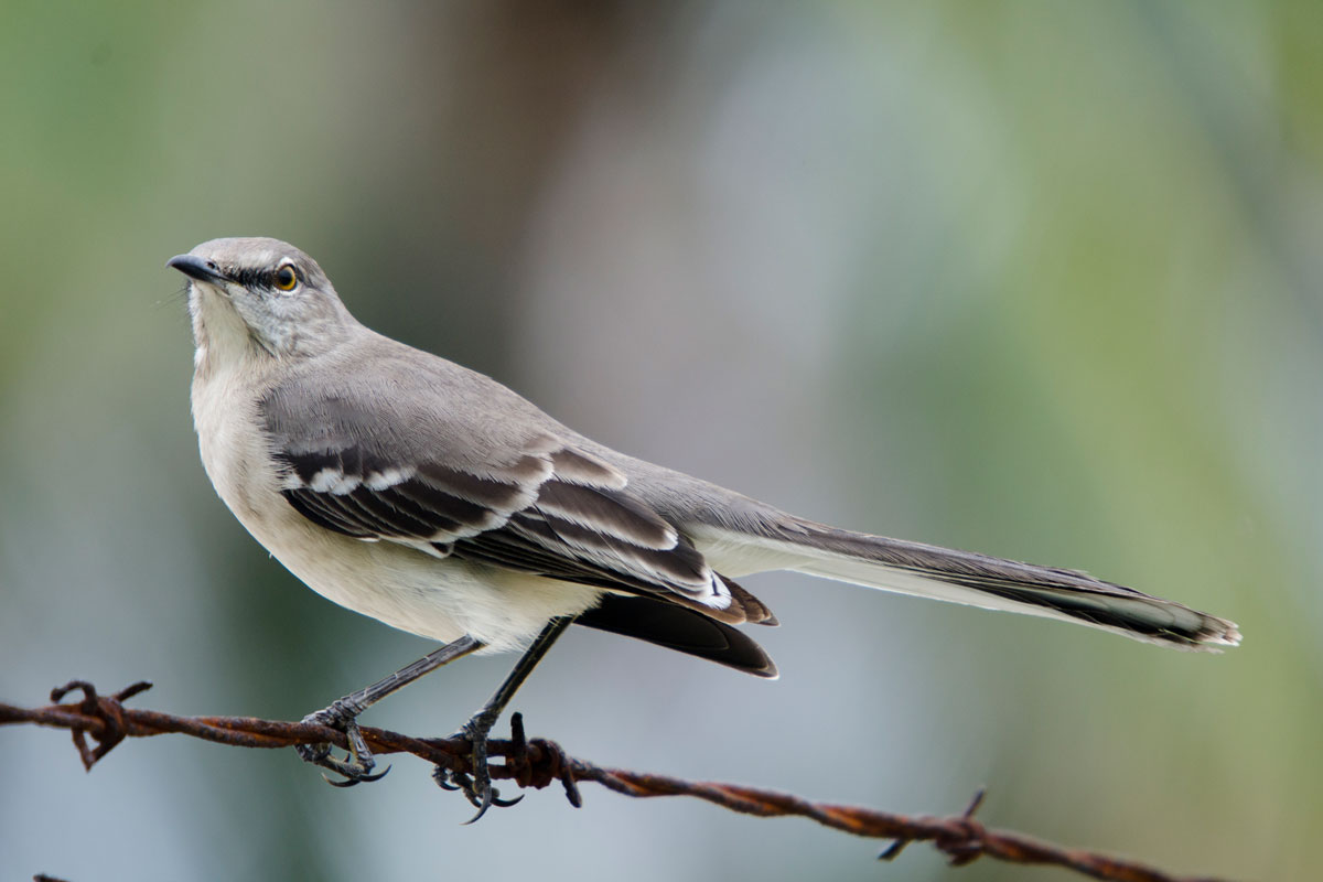 Northern Mockingbirds will defend against just about anyone who comes into their territory unwanted - including humans, dogs, cats, snakes, and hawks. Don_E / iStock / Getty Images Plus