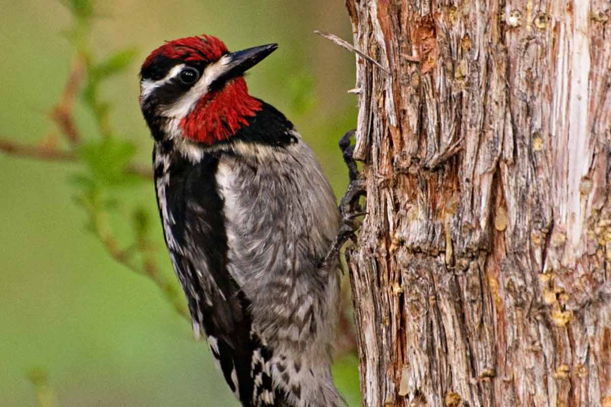 An easy way to tell if Red-naped Sapsuckers have recently been in the area is to look for tiny holes drilled into the trees. eyezaya / iStock / Getty Images Plus