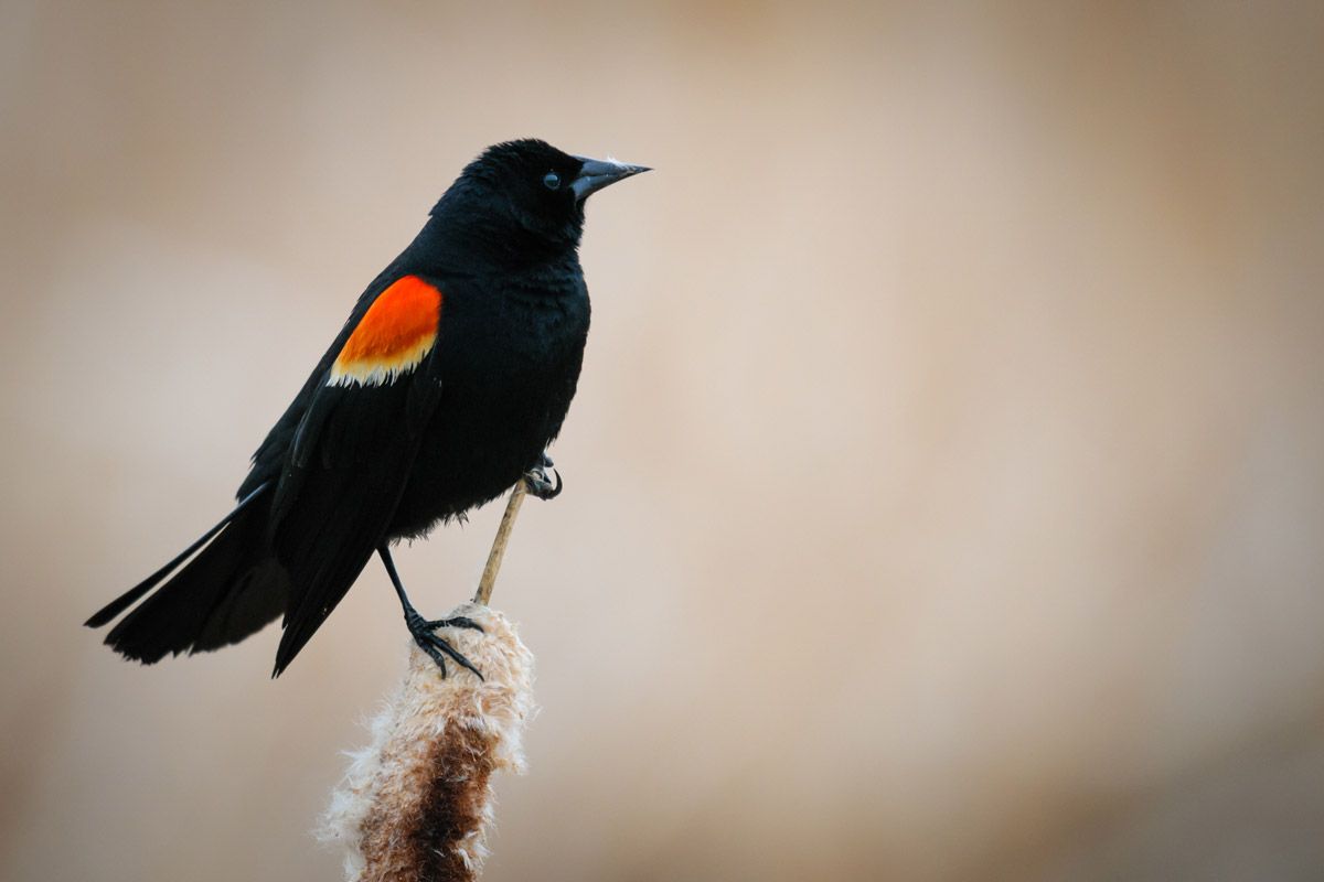 Red-winged Blackbirds are notorious for defending their territory during nesting season, their wide wingspan and vibrant badges help to keep unwanted visitors away. Bgsmith / iStock / Getty Images Plus