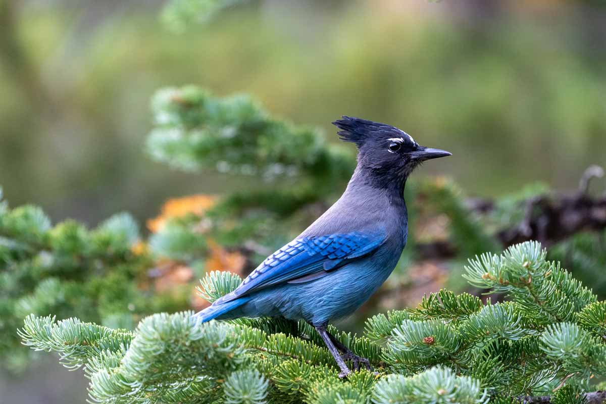 Rocky Mountain Birding 5 Fabulous Birds to Look For Lyric Wild Bird Food