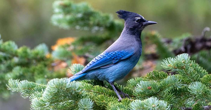 Steller's Jay