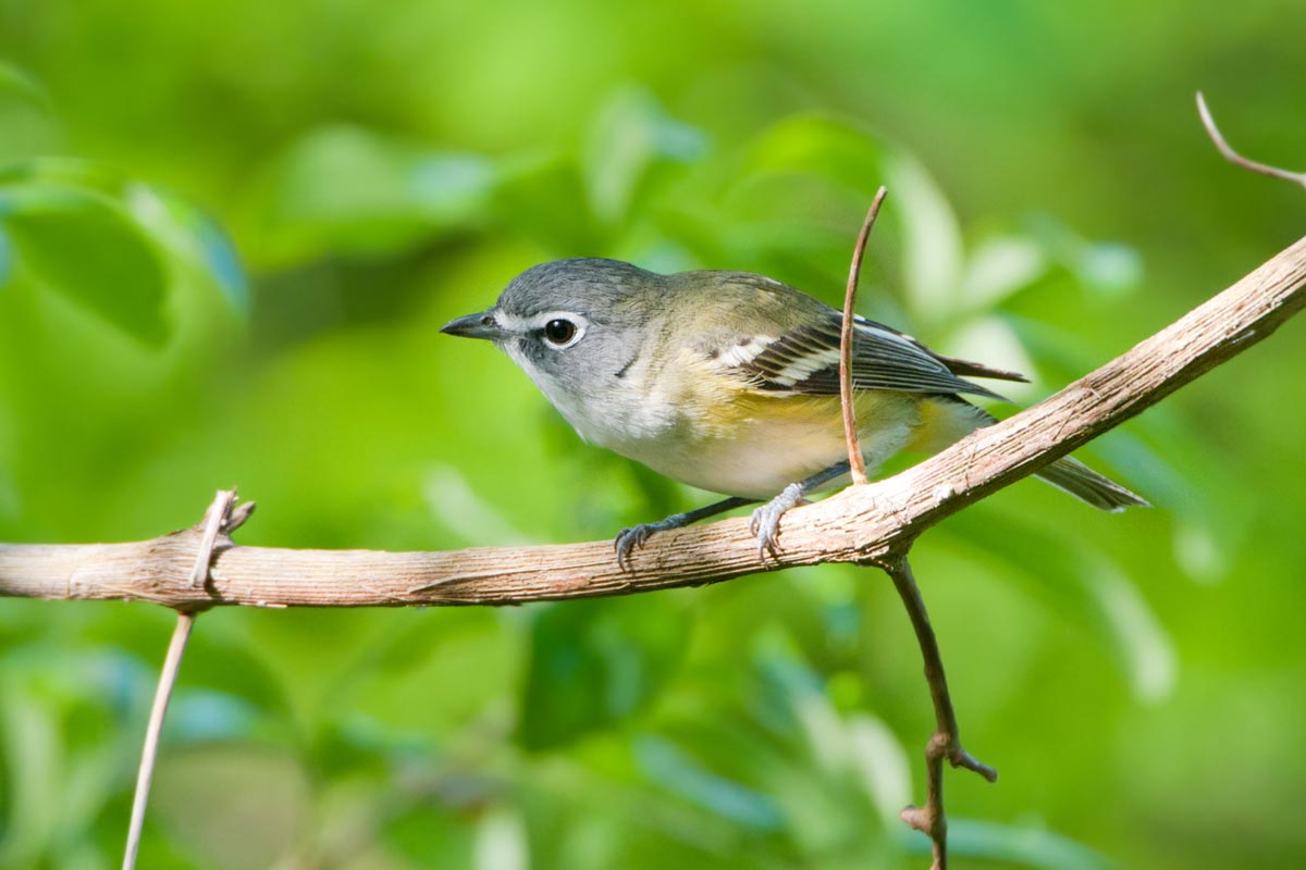 Blue-headed Vireo