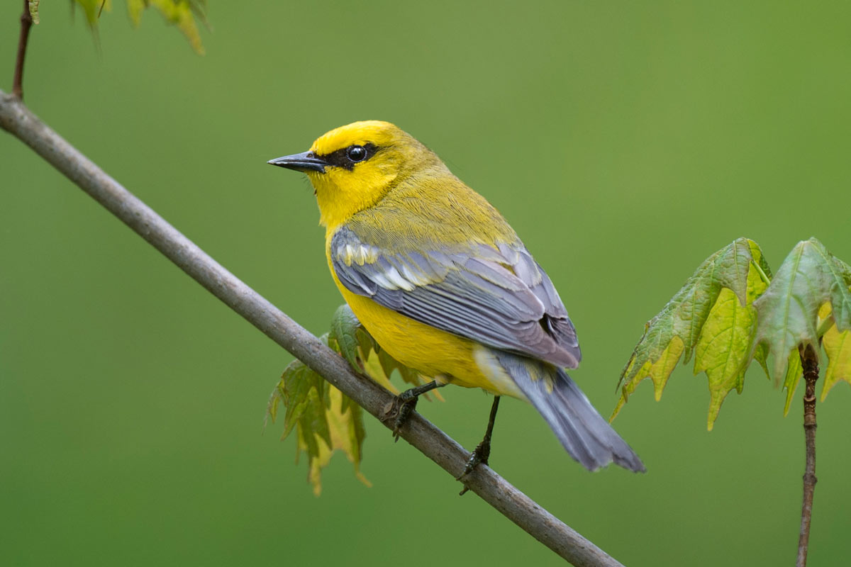 Blue-winged Warbler