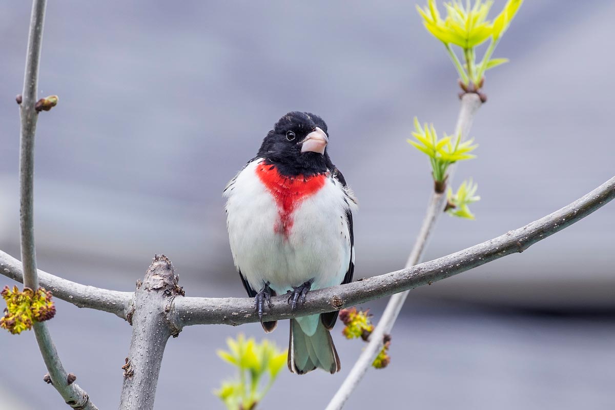 Rose-breasted Grosbeak