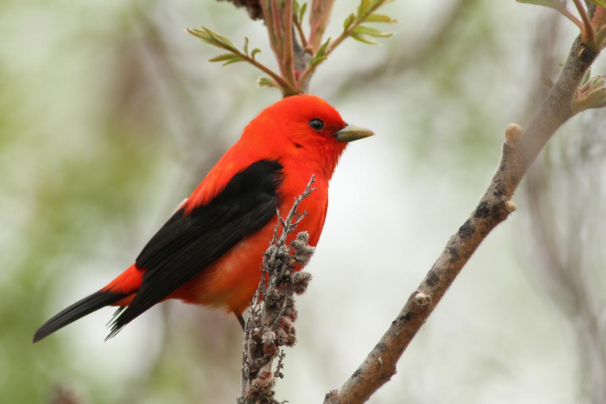 Scarlet Tanager
