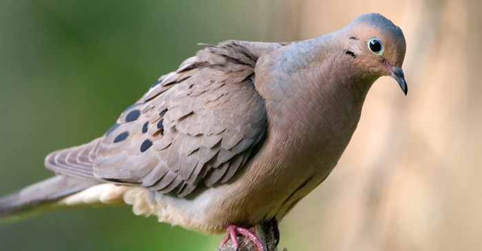 What to Feed a Dove Bird: Expert Nutritional Guide