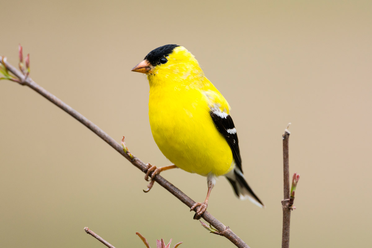 How to Attract Goldfinches to Your Yard | Lyric Wild Bird Food