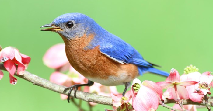 Eastern Bluebird