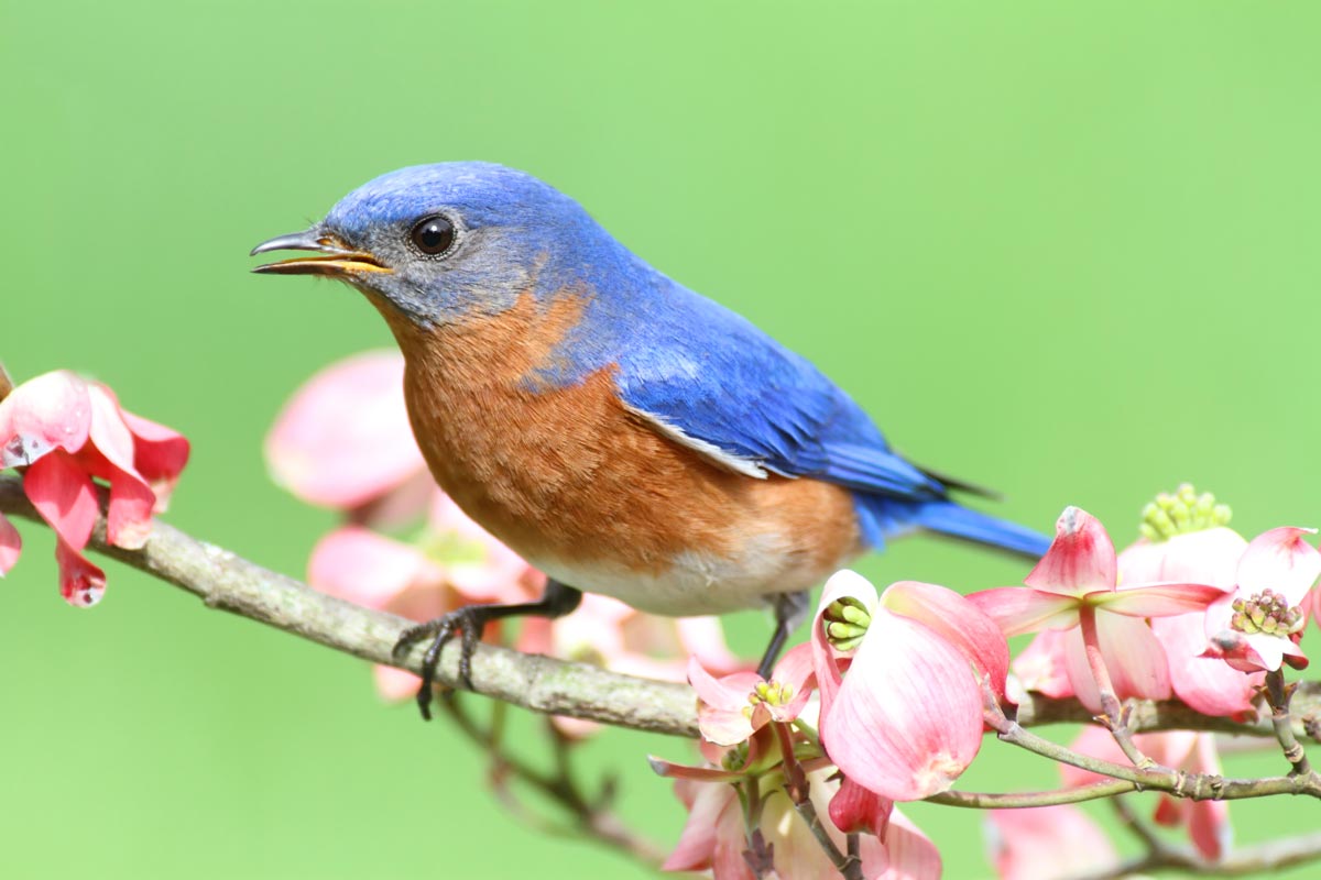 10 Fascinating Facts: the Eastern Bluebird | Lyric Wild Bird Food