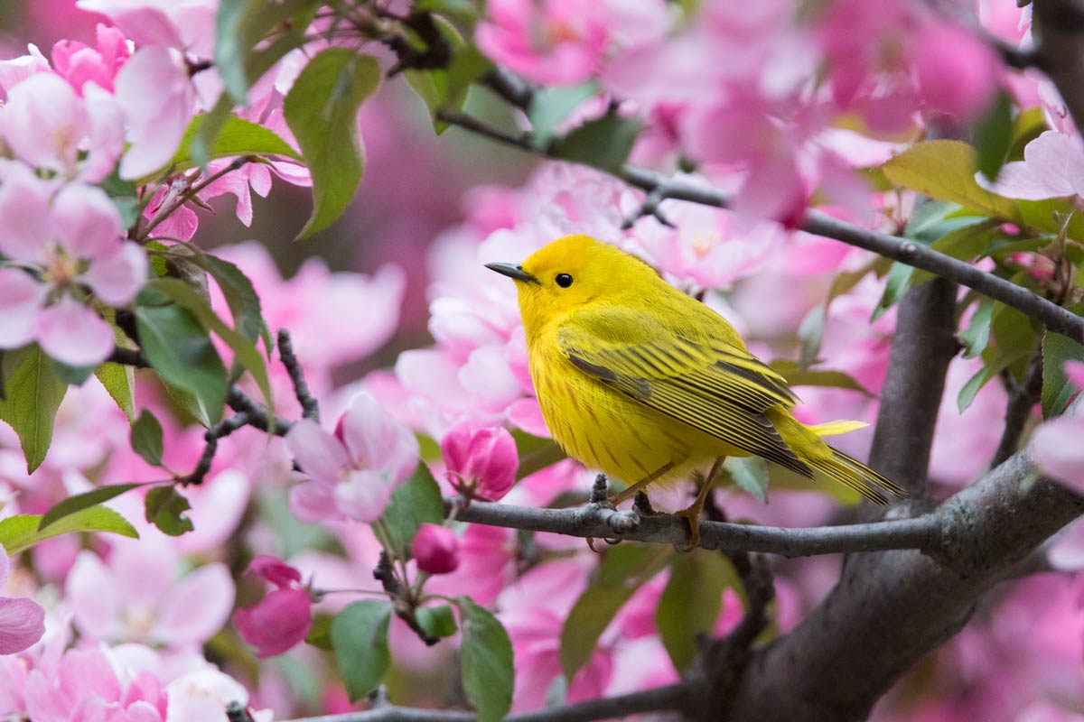 Yellow Warbler