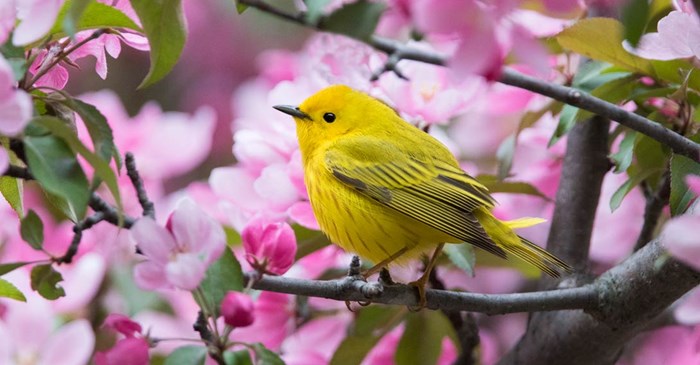 Yellow Warbler