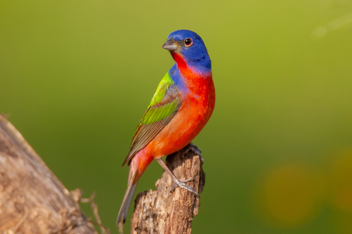 10 Fascinating Facts: The Painted Bunting | Lyric Wild Bird Food