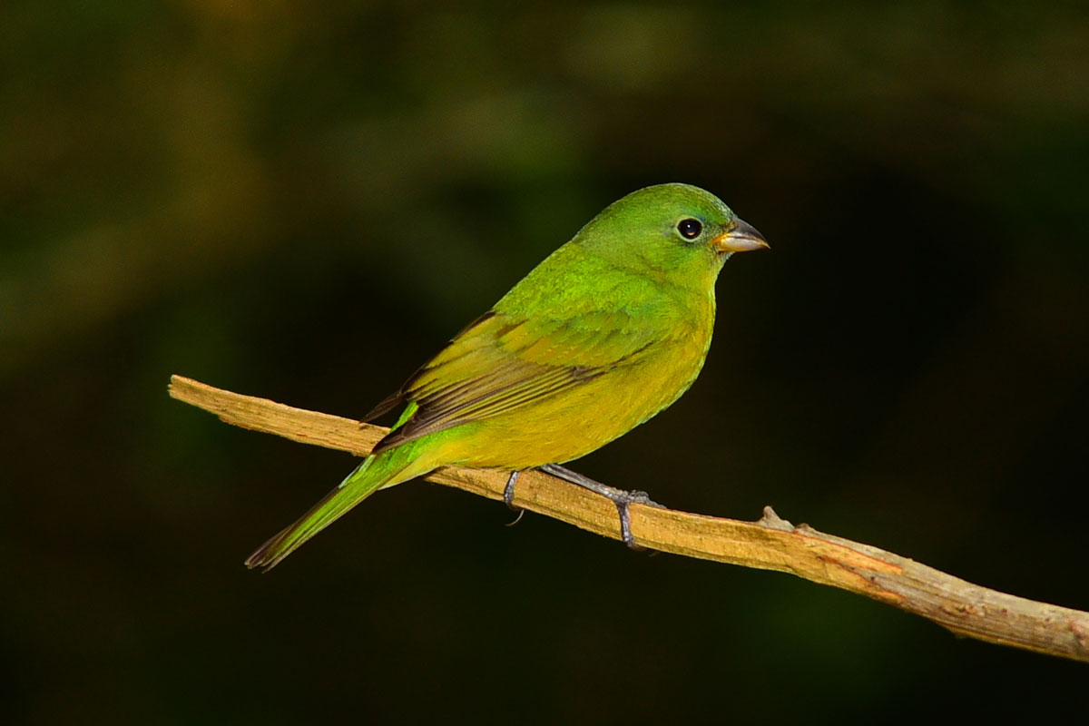 Females and juvenile Painted Buntings are a bright yellow-green. Cturtletrax / iStock / Getty Images Plus