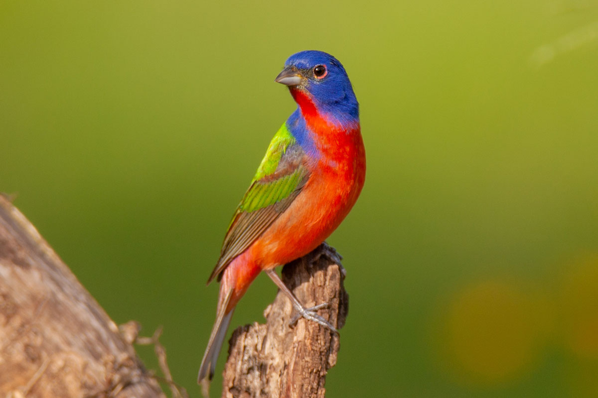 Adult male Painted Bunting