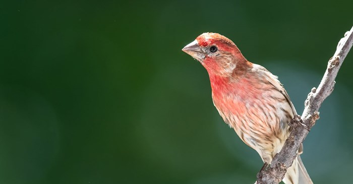House Finch