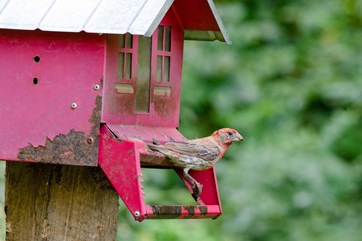 Male House Finch