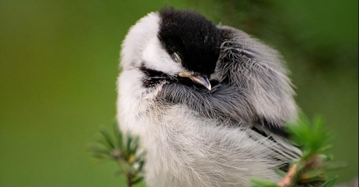 Sleeping chickadee