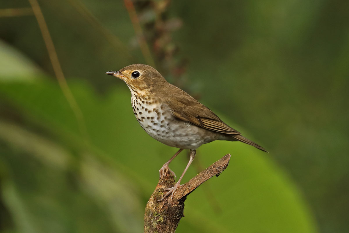 Migration season is prime time to catch sight of swainson s thrush 