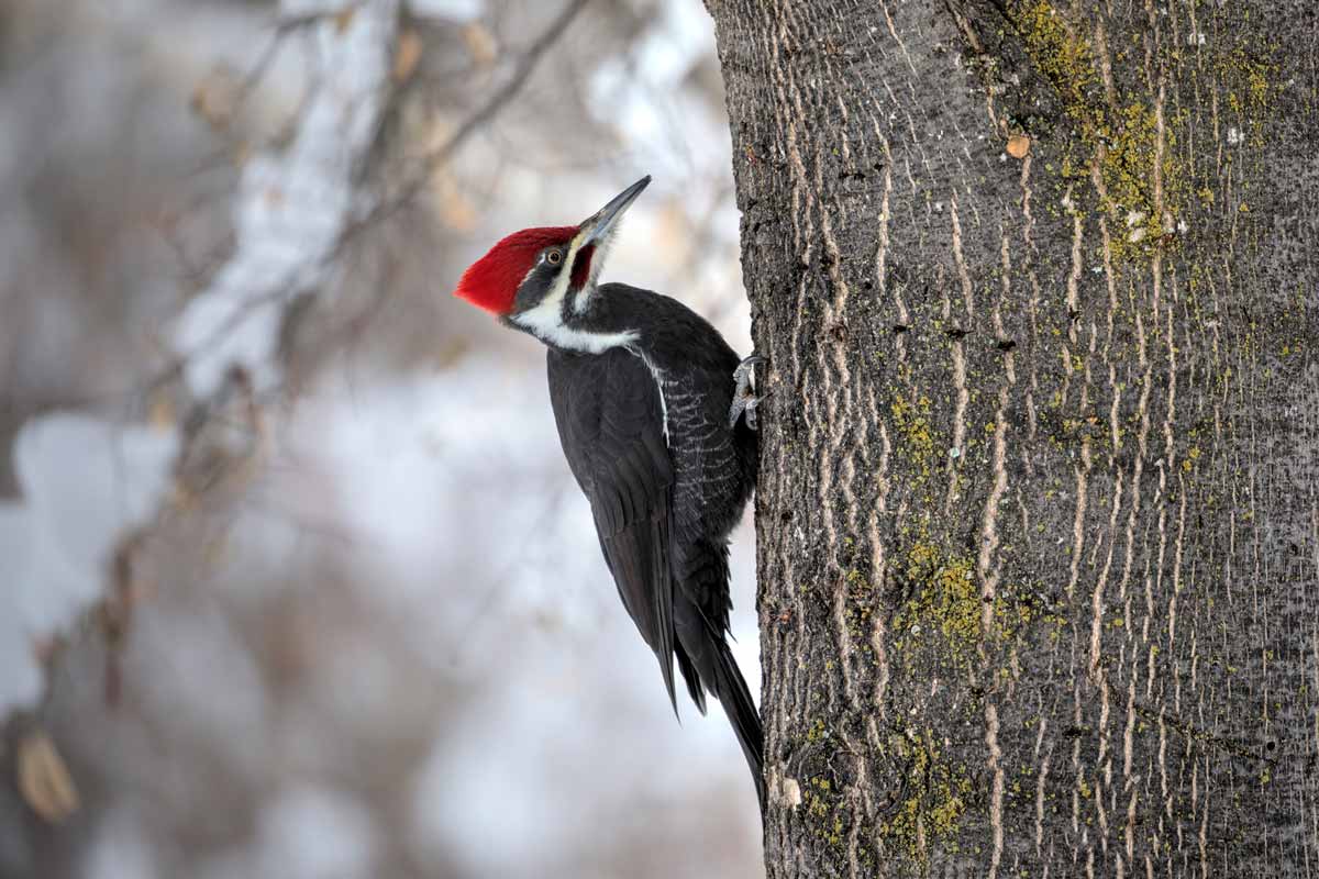 Fun Facts About the Pileated Woodpecker Lyric Wild Bird Food