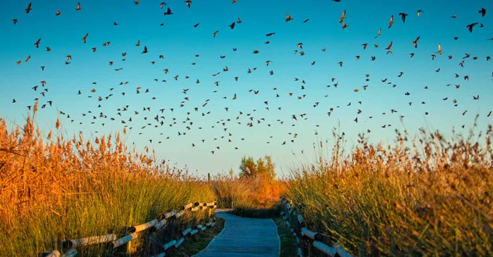 Flock of starlings