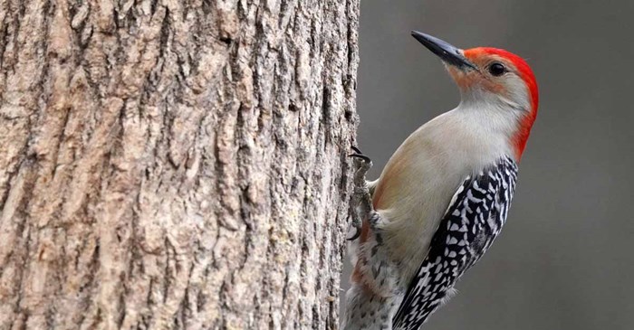 Red-bellied Woodpecker