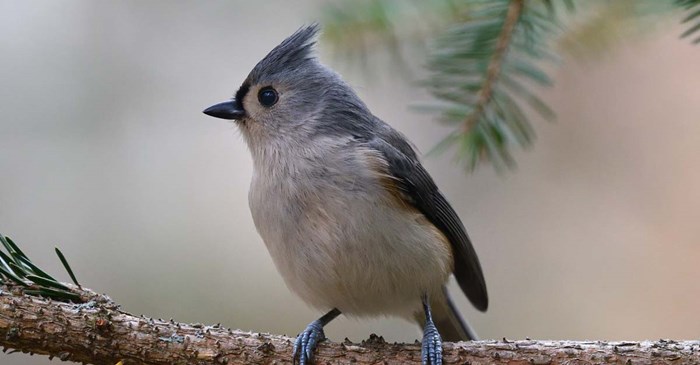 Tufted Titmouse side view. Robert Winkler / iStock / Getty Images Plus