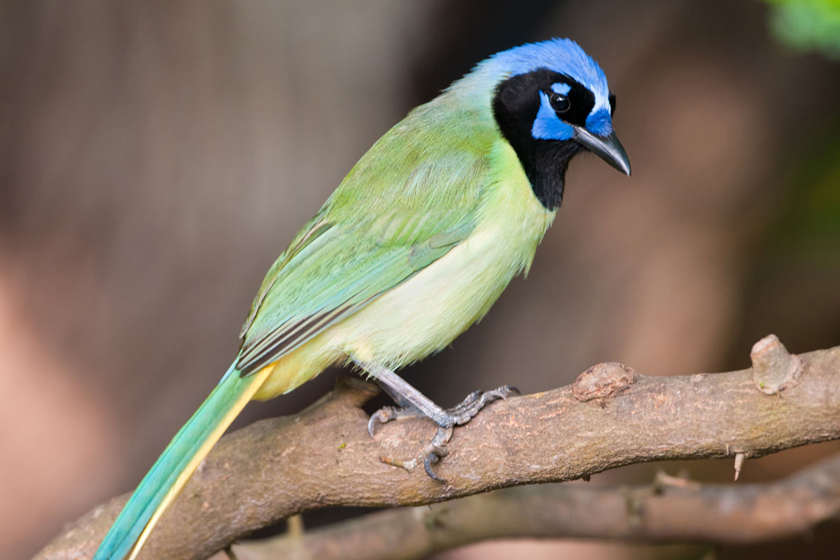 Green Jay