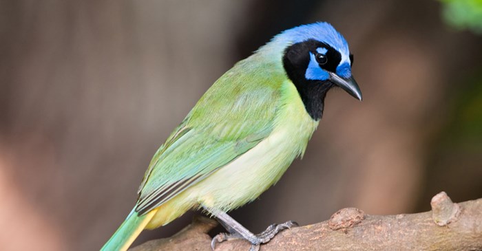 Green Jay