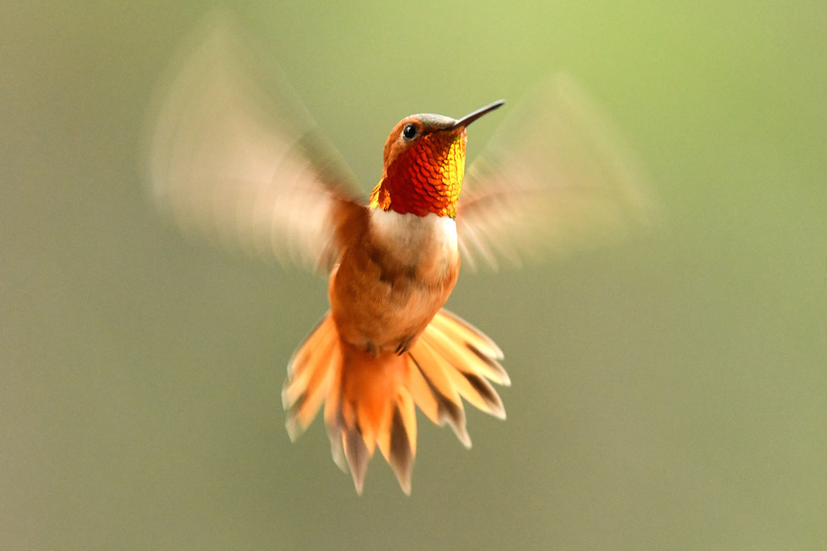 Rufous Hummingbird in flight. Mlharing / E+