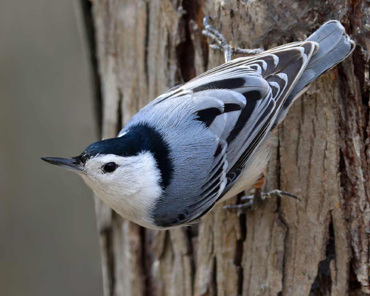 White-breasted Nuthatch sitting on a tree trunk. Vladone / iStock / Getty Images Plus